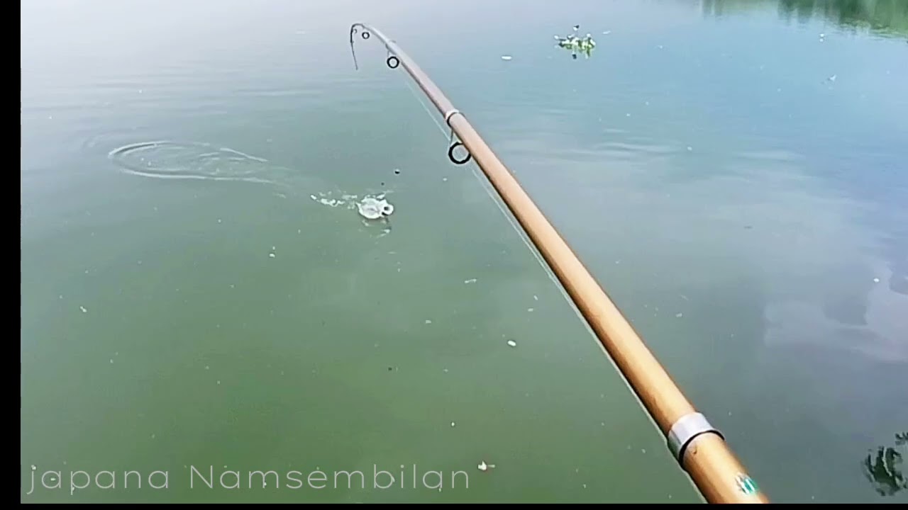 Strike ikan Bandeng. #mancing #mancingmaniagresik #spotliarangresik #mancingikanbandeng