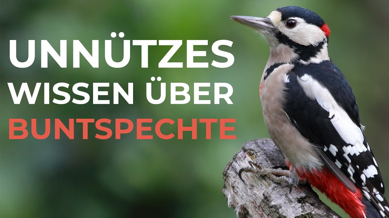Unnützes Wissen über Buntspechte