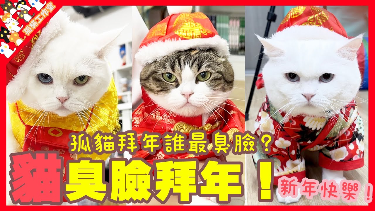 【孤貓工作室】貓臭臉拜年！孤貓拜年誰最臭臉？新年快樂！