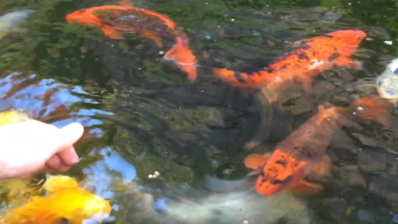 How to Hand Tame your Koi / Hand feeding my Koi fish