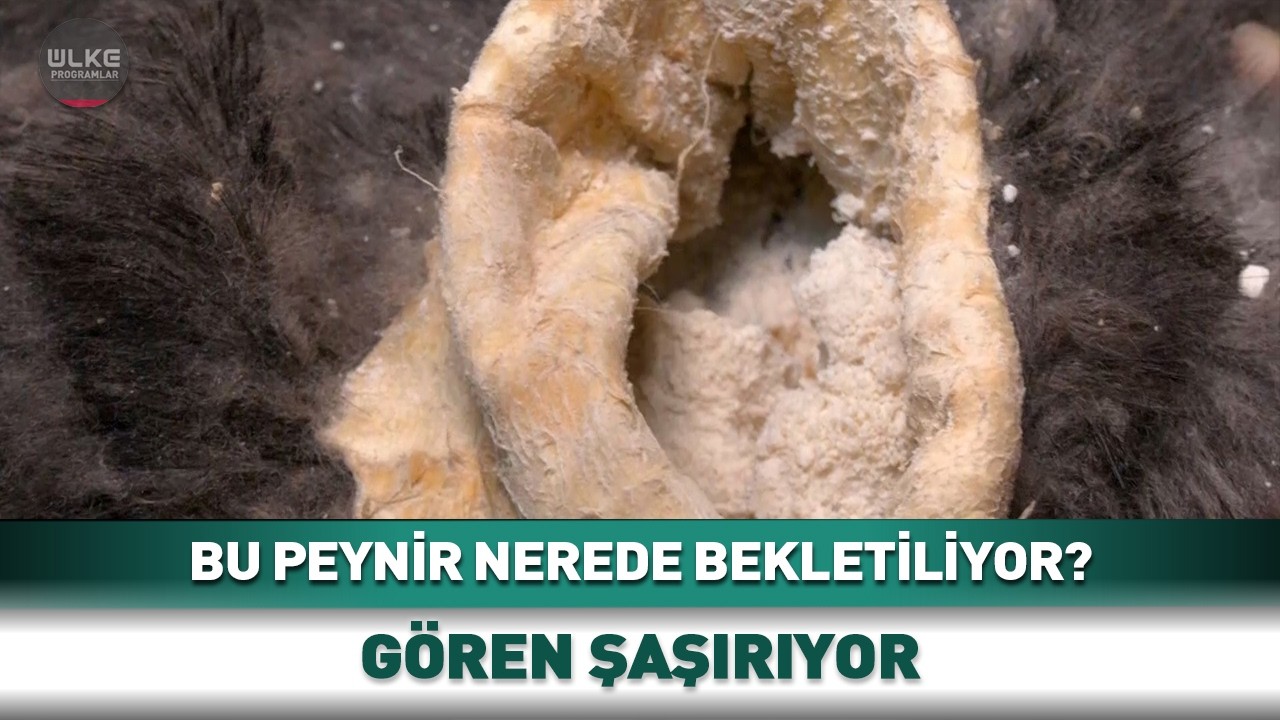 Bu Peynir Nerede Bekletiliyor? Gören Şaşırıyor #shorts