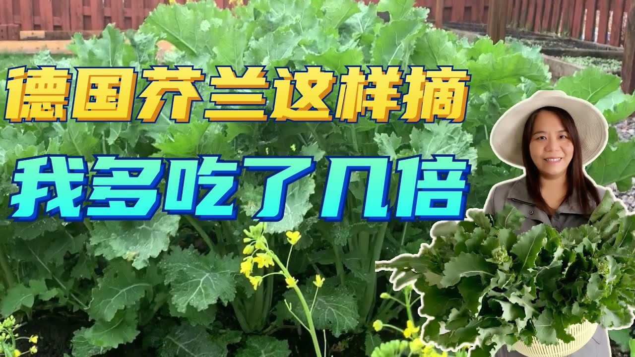 【种菜小技巧】德国芥兰这样摘  我多吃了几倍 +2种简易煮法  过冬的德国芥兰真的很好吃