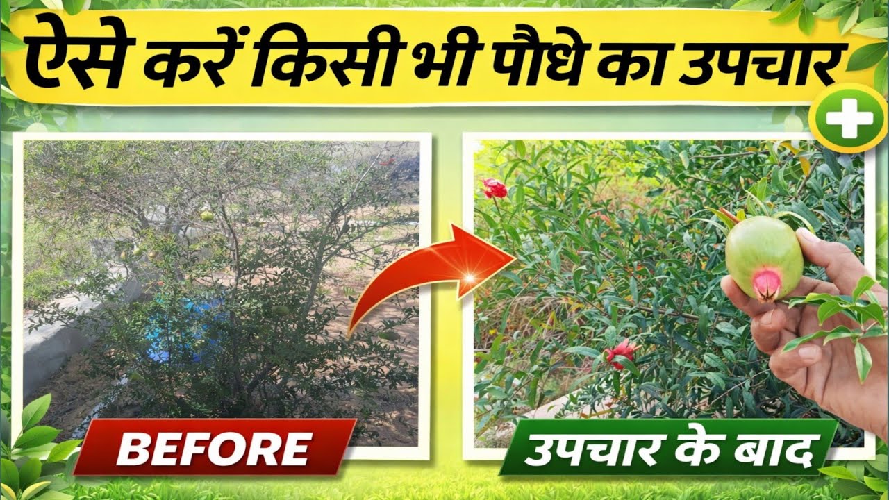 Podha Grow Nahi Kar Raha? 🌱 Jamun & Anaar Plant Growth Ka 100% Jaivik Ilaj | Full Guide