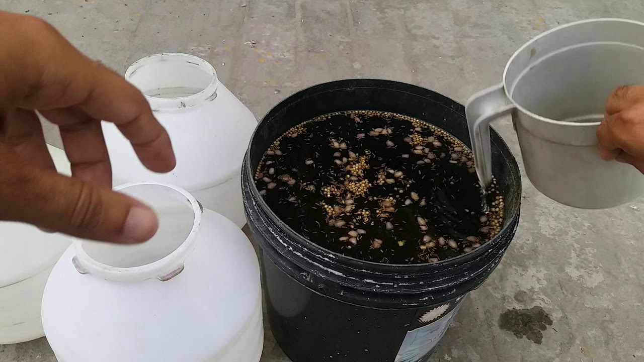 Thanda Pani For Breeder  Pigeons [ Hashim Mahmood Pigeons ]