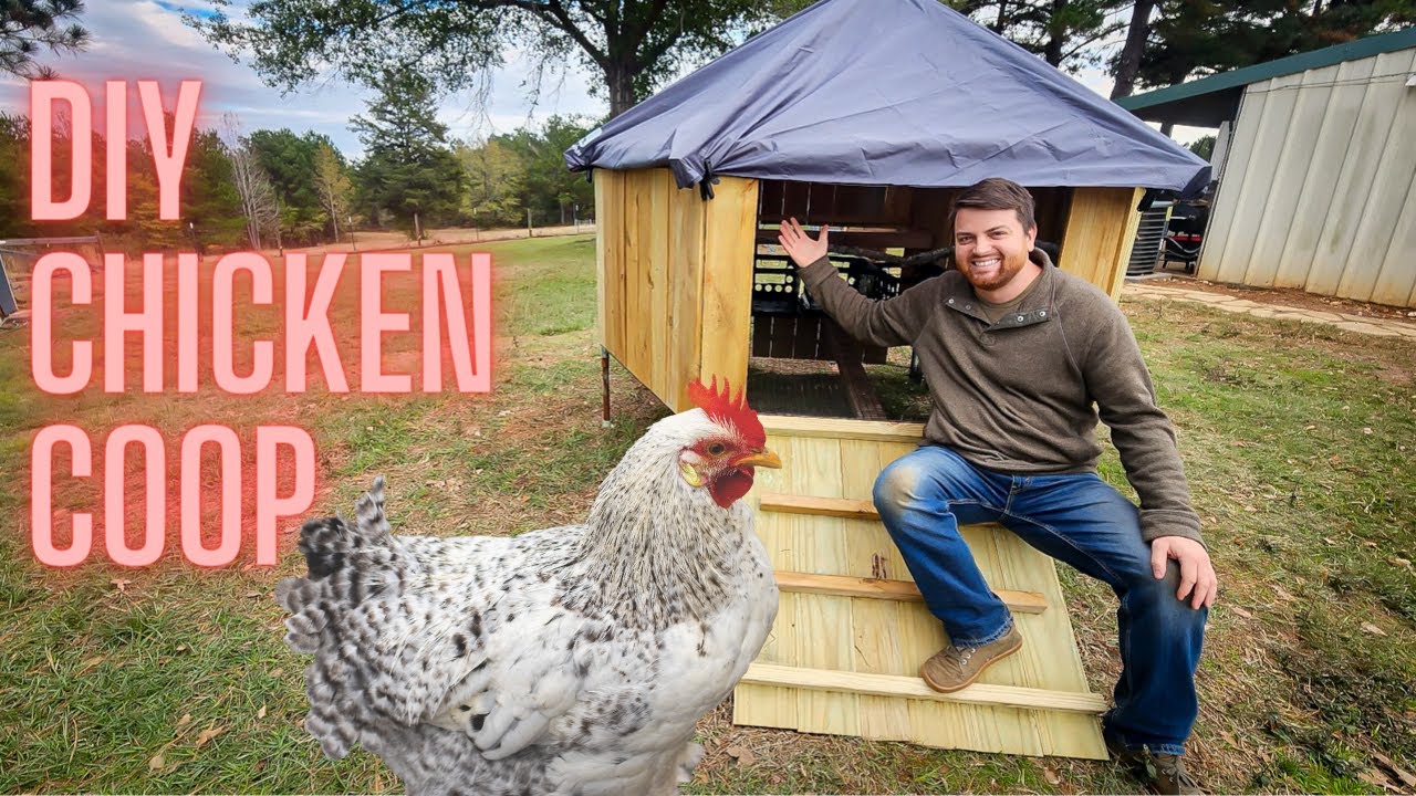 DIY Chicken Coop from Old Trampoline Frame!