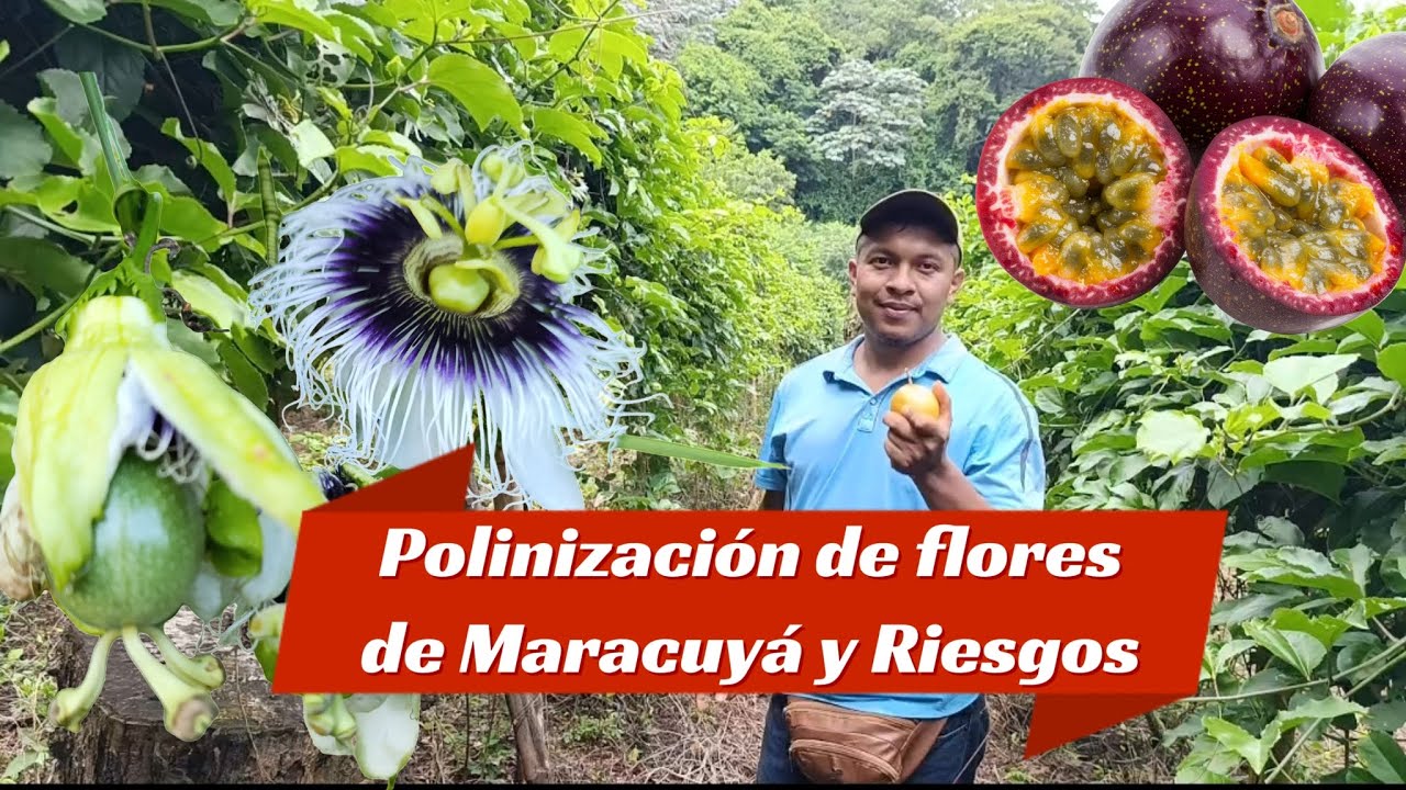 C&oacute;mo polinizar las flores de Maracuy&aacute; y sus Riesgos??? #viralvideos #suscribete #comenta #fruit