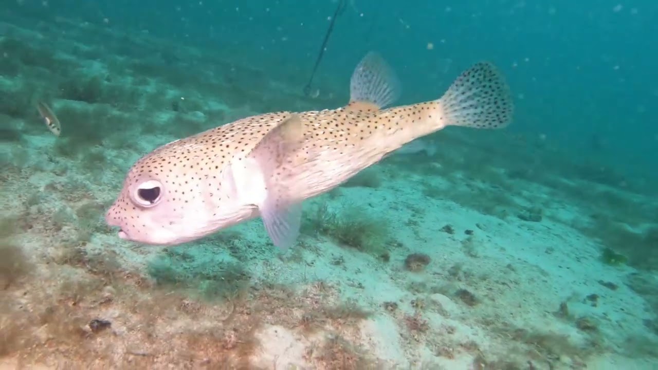 Coral restoration trip in Fl Keys 2022🏝🪸