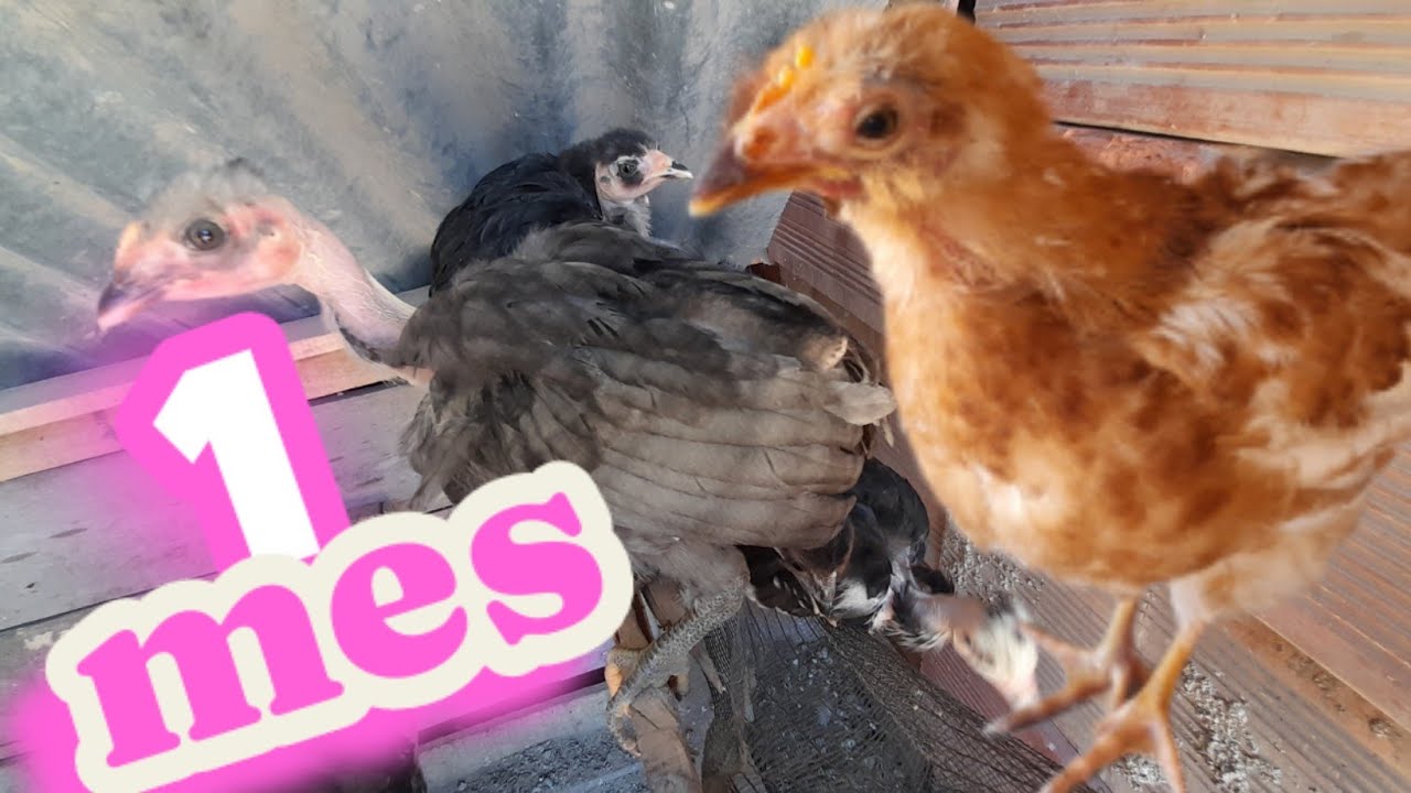 Ya tienen 1mes los