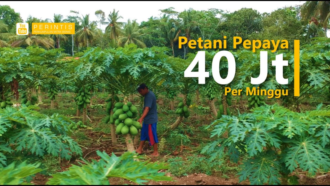 Peluang Usaha Petani Pepaya Omset Puluhan Juta