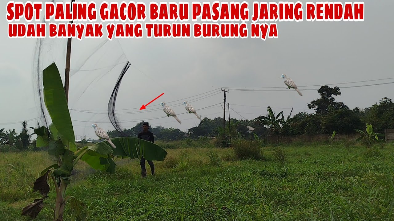 Spot paling gacor baru pasang jaring rendah ‼️ udah banyak yang turun burung nya