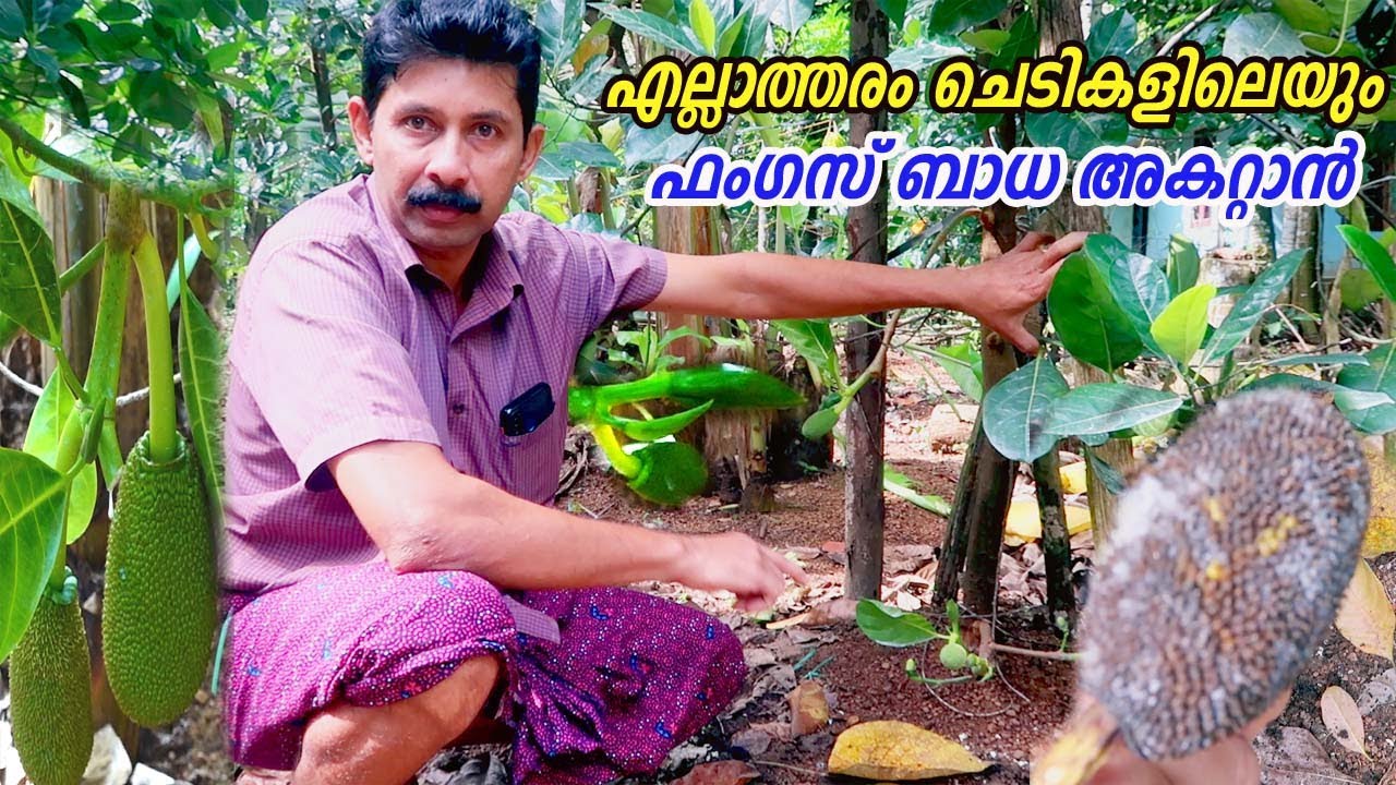 പ്ലാവിലെ ചക്ക പൊഴിയുന്നത് കാരണവും പരിഹാരവും How to Stop Jackfruit Falling