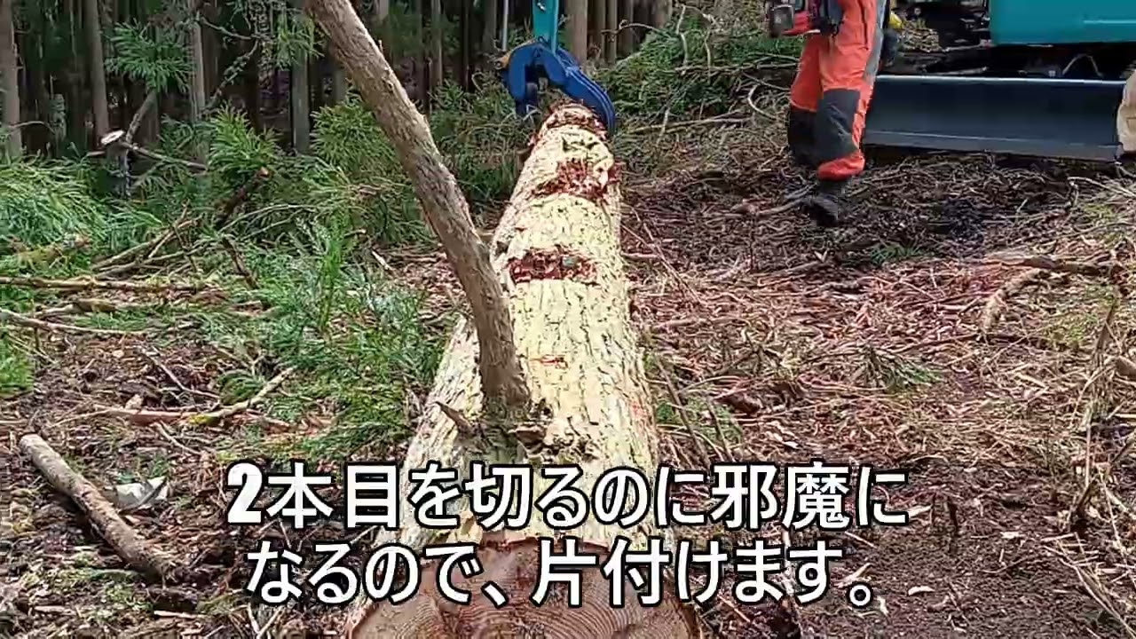 久住のおっちゃん＆おばちゃんの田舎暮らし・夫婦で林業・傾いた木を伐倒！！