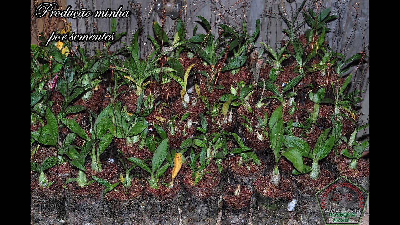 Catasetum, replantando as mudinhas que nasceu aqui