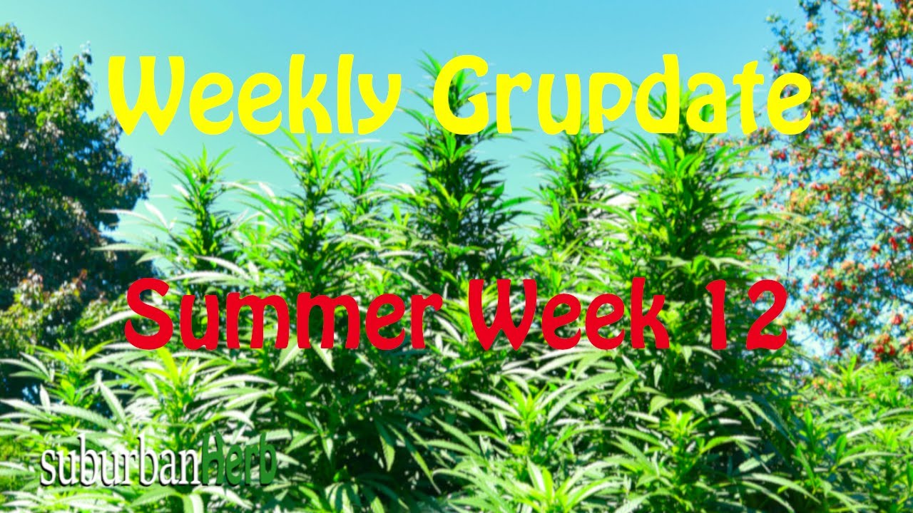 Outdoor Cannabis Grow in Ontario Canada. Week 12. Featuring Iranian Diesel, G-13 and Gorilla Glue #4
