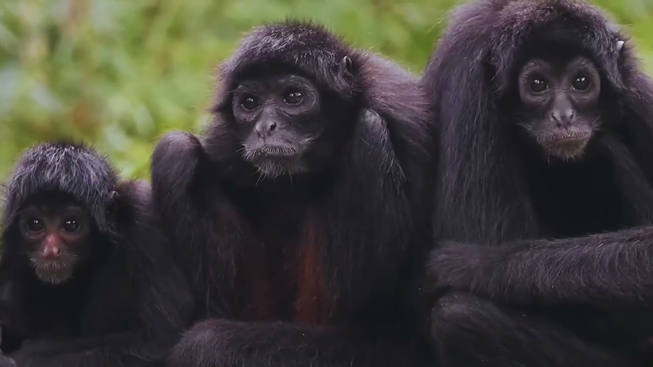 🐒 GUARDIÁN DE LA SELVA el mono amazónico del Perú 🇵🇪
