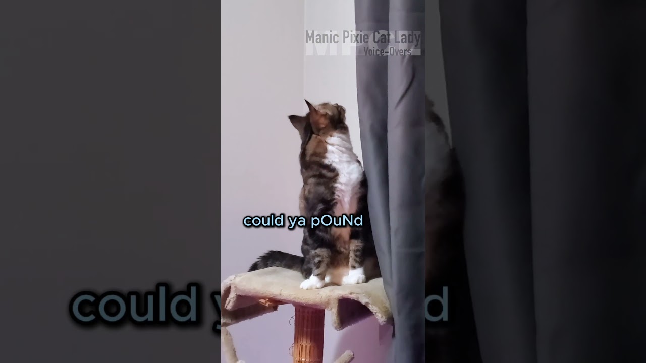 Cat's Furious Reaction to NOISY Neighbours