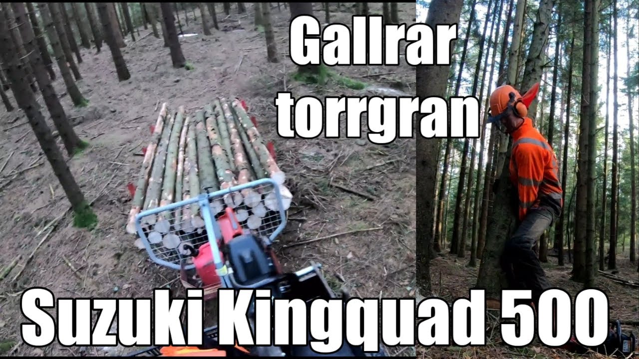 Gallrar torrgran | En dag i skogen! (del 3)