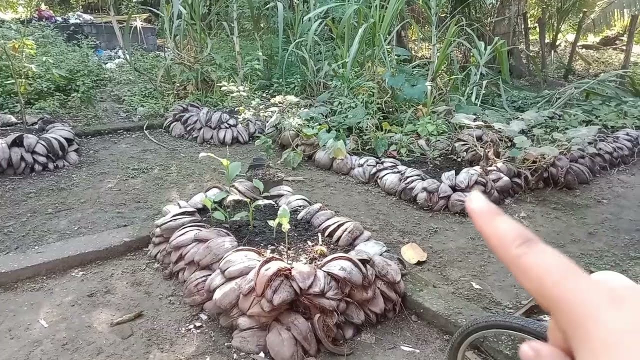 Cara membuat raised bed dari sabuk kelapa