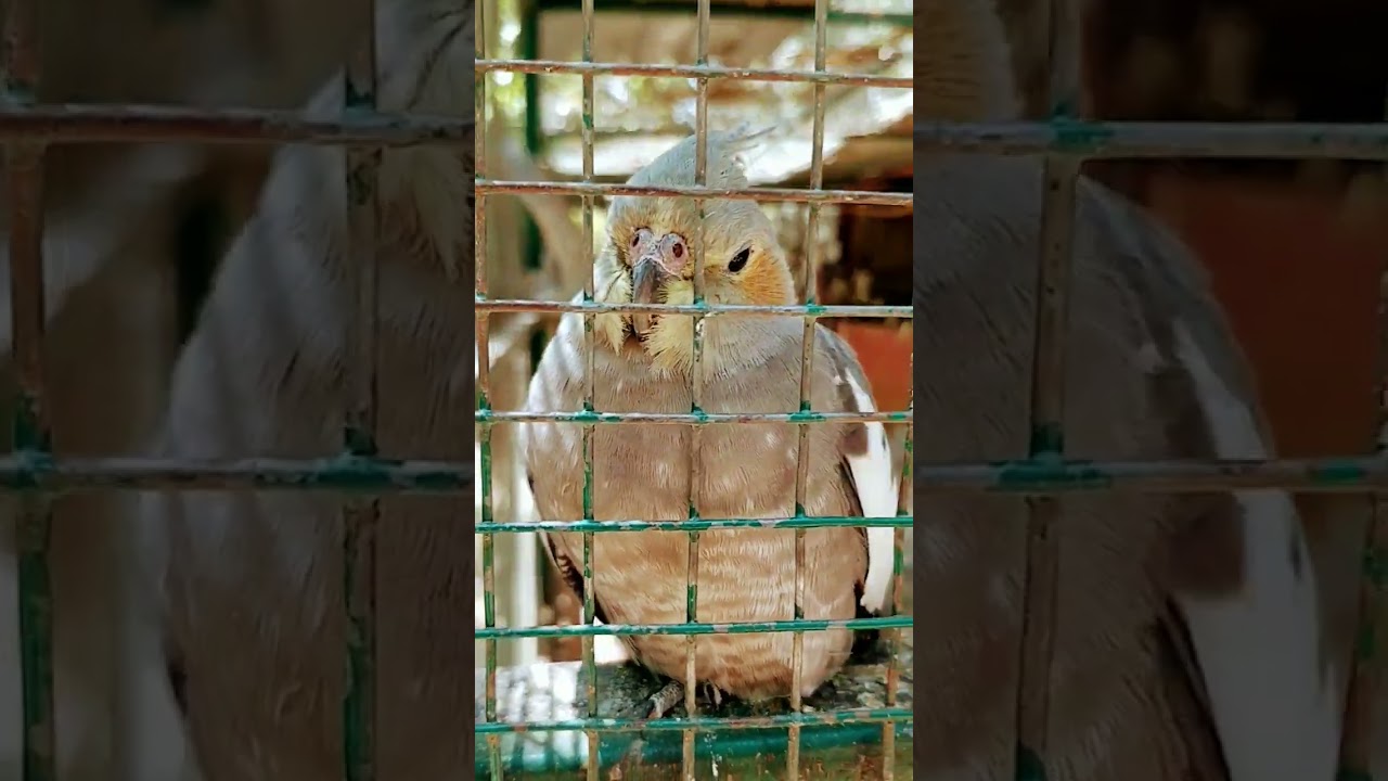 Cute Birds🥰 