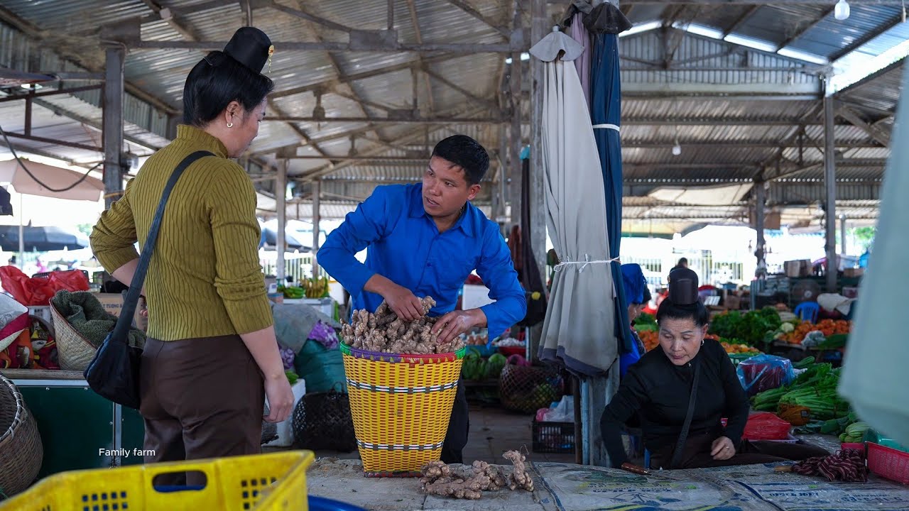 Harvesting ginger and taro to sell at the market, a family meal, Family farm