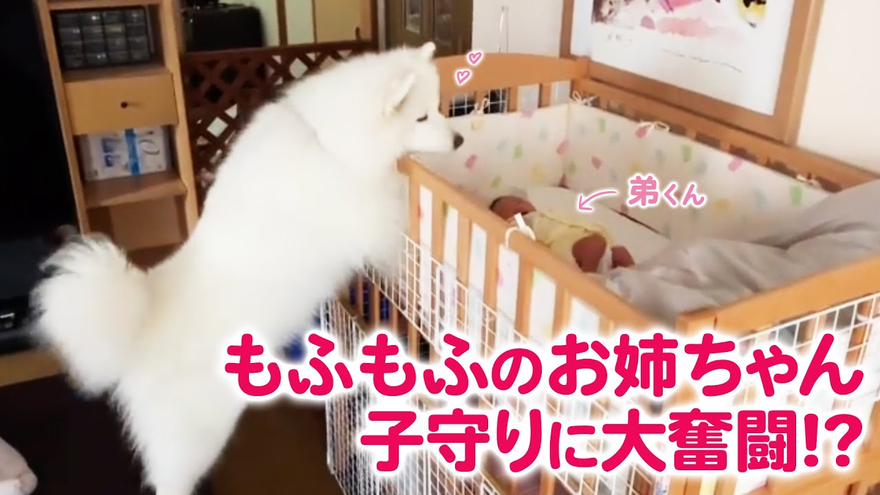 大きなもふもふさんたちが、子守りに大奮闘!?　人間の弟くんを、全力で見守る♡