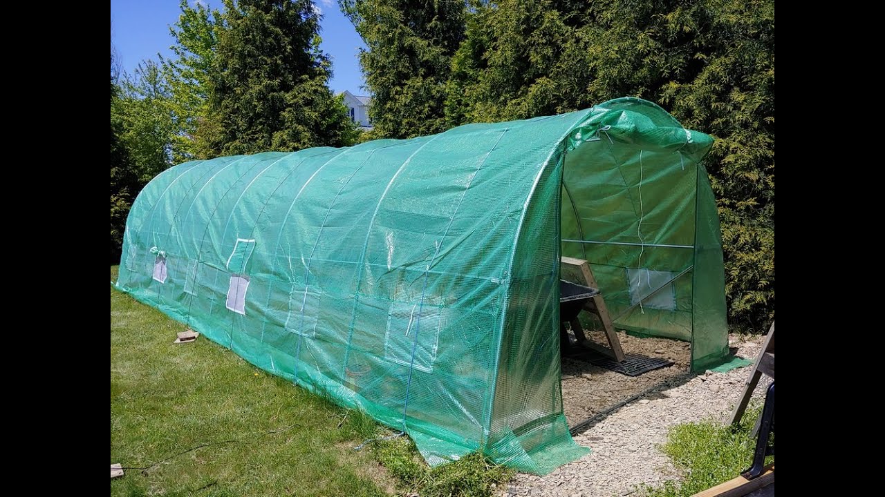 Cheap Amazon Greenhouse Going Strong!