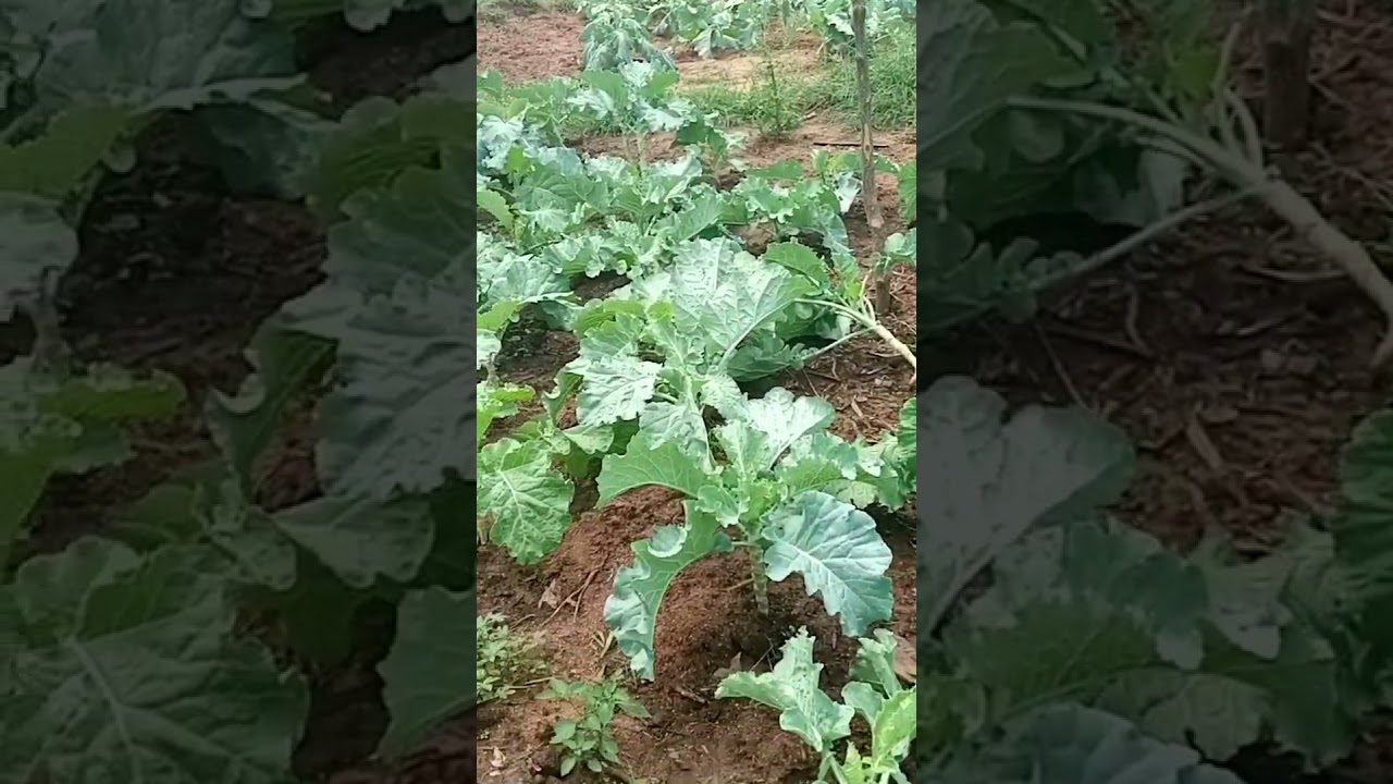 Passionate agriculture #farming #sustainableland