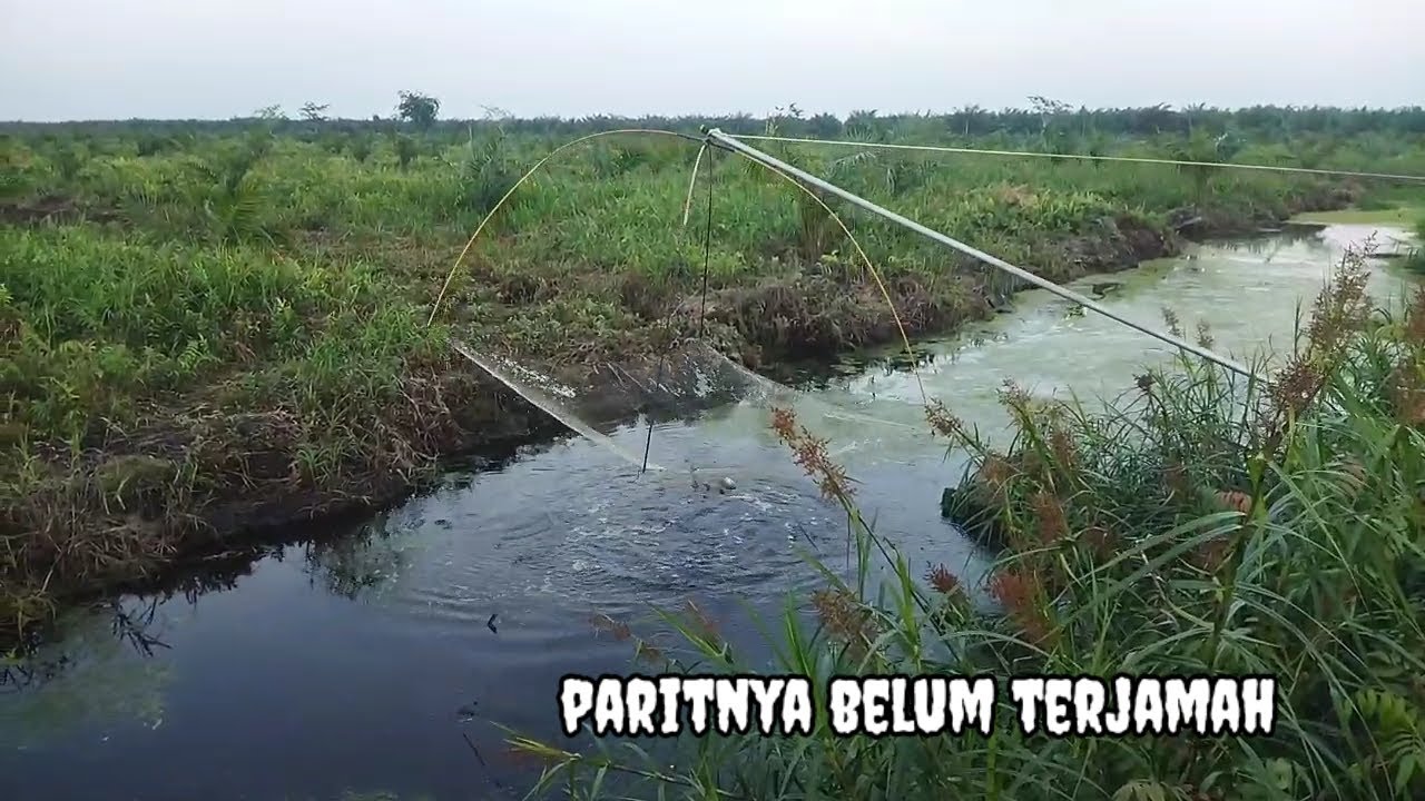 Cari ikan di parit yang belum terjamah hasilnya melimpah
