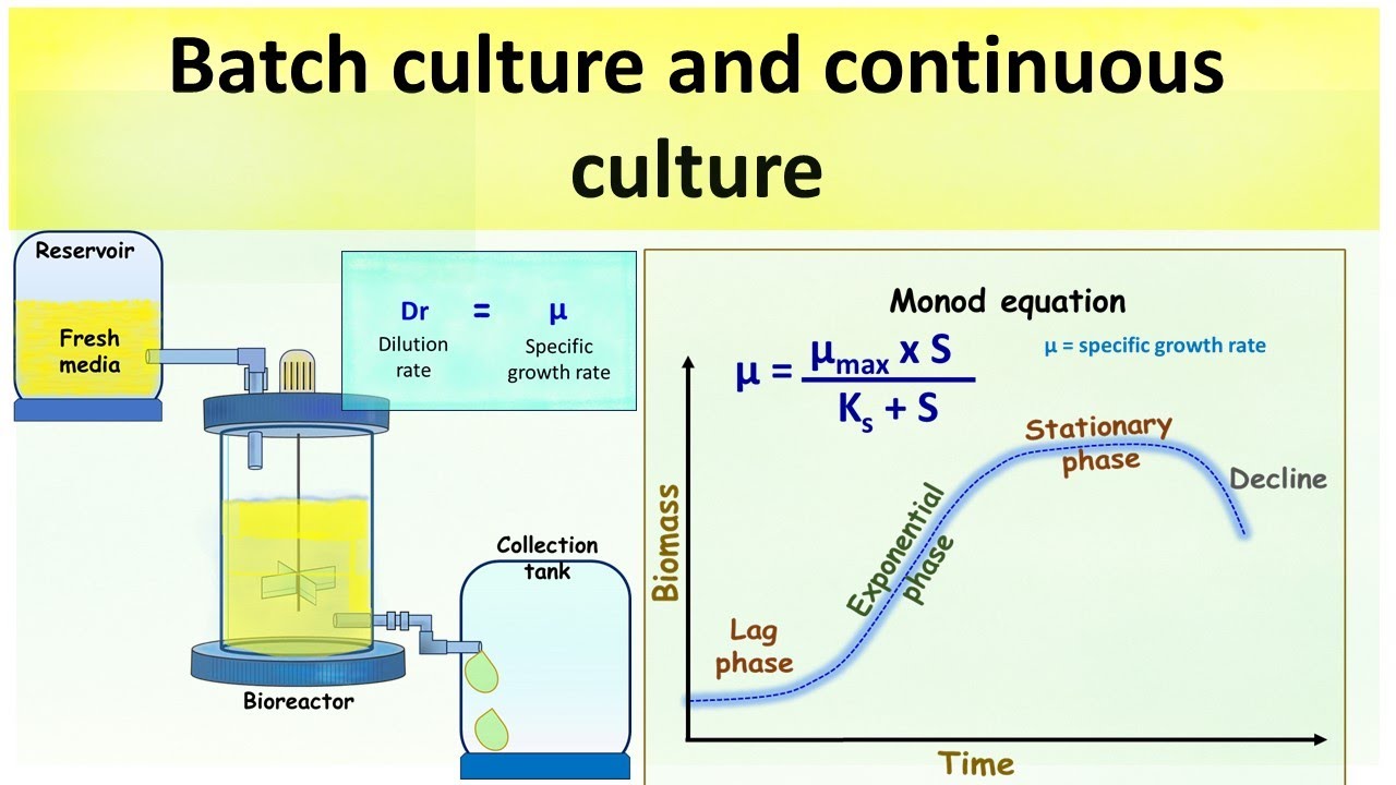 Batch culture and continuous culture | Equation for continuous culture