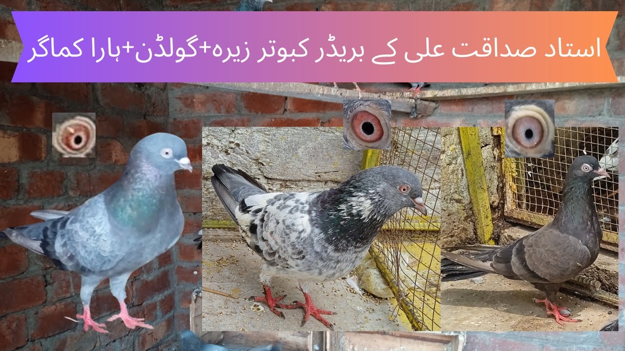 Ustad Sadaqat Ali ke Breeder Pigeons Zera+Golden+Hara Kamagar | Only High fly Pigeon Club.