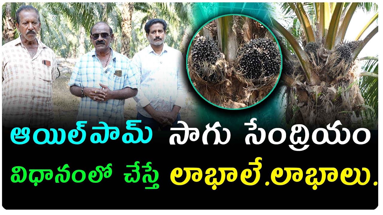 పరిమాణం తో పాటు నాణ్యతా విలువలను పెంచే  సేంద్రీయ పద్ధతిలో పామ్ ఆయిల్ సాగు చేస్తే రైతులకు అధిక లాభాలు