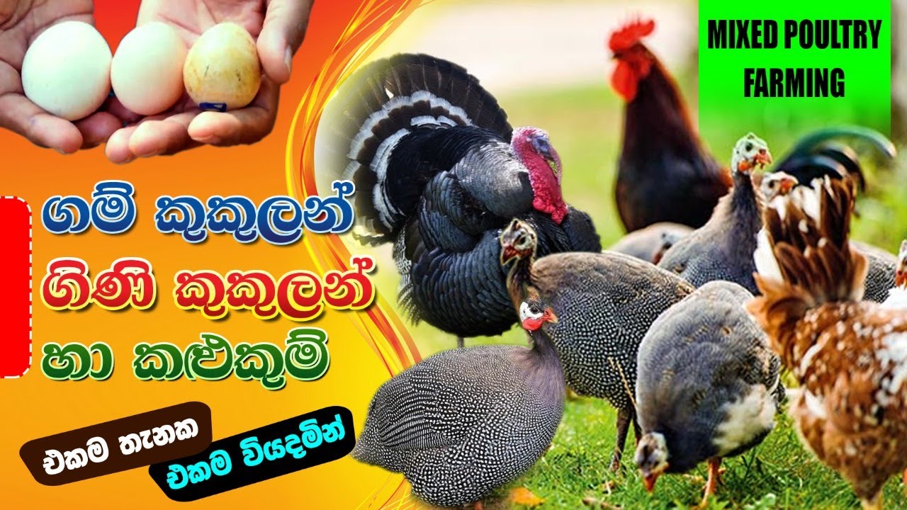 ගම් කුකුළන්, ගිනි කුකුළන් කළුකුම් එකමතැනක,guineafowl Poultry,terkey,BST saman