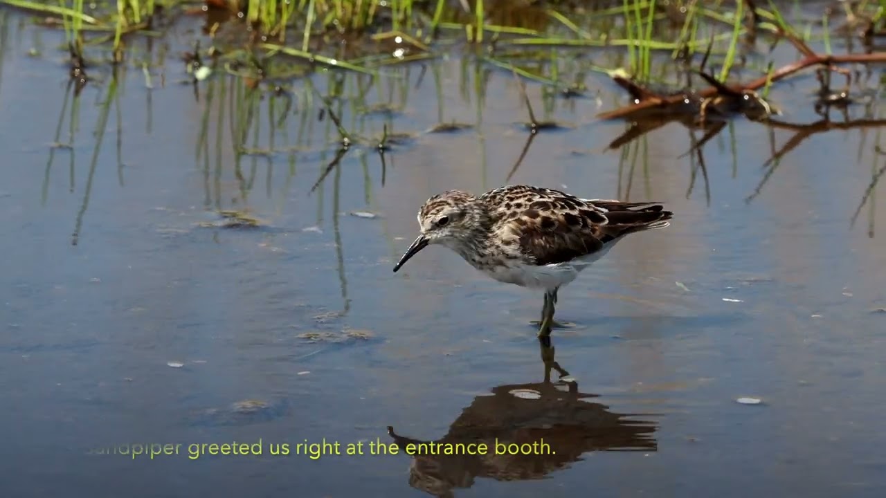 Tropical Birding - Texas, Upper Texas Coast and the Hill Country -  April 2023 Video Trip Report