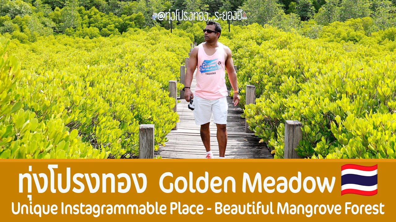Thung Prong Thong (Golden Meadow)Unique Instagrammable Place - Beautiful Mangrove Forest