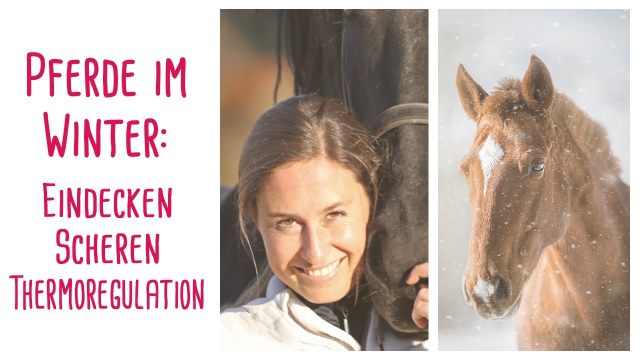 Pferde im Winter: Eindecken, Scheren, Thermoregulation!