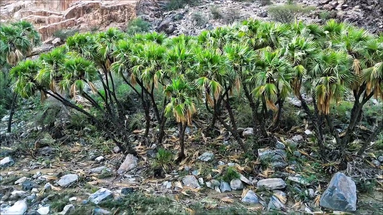 وادي راكة محافظة البرك 