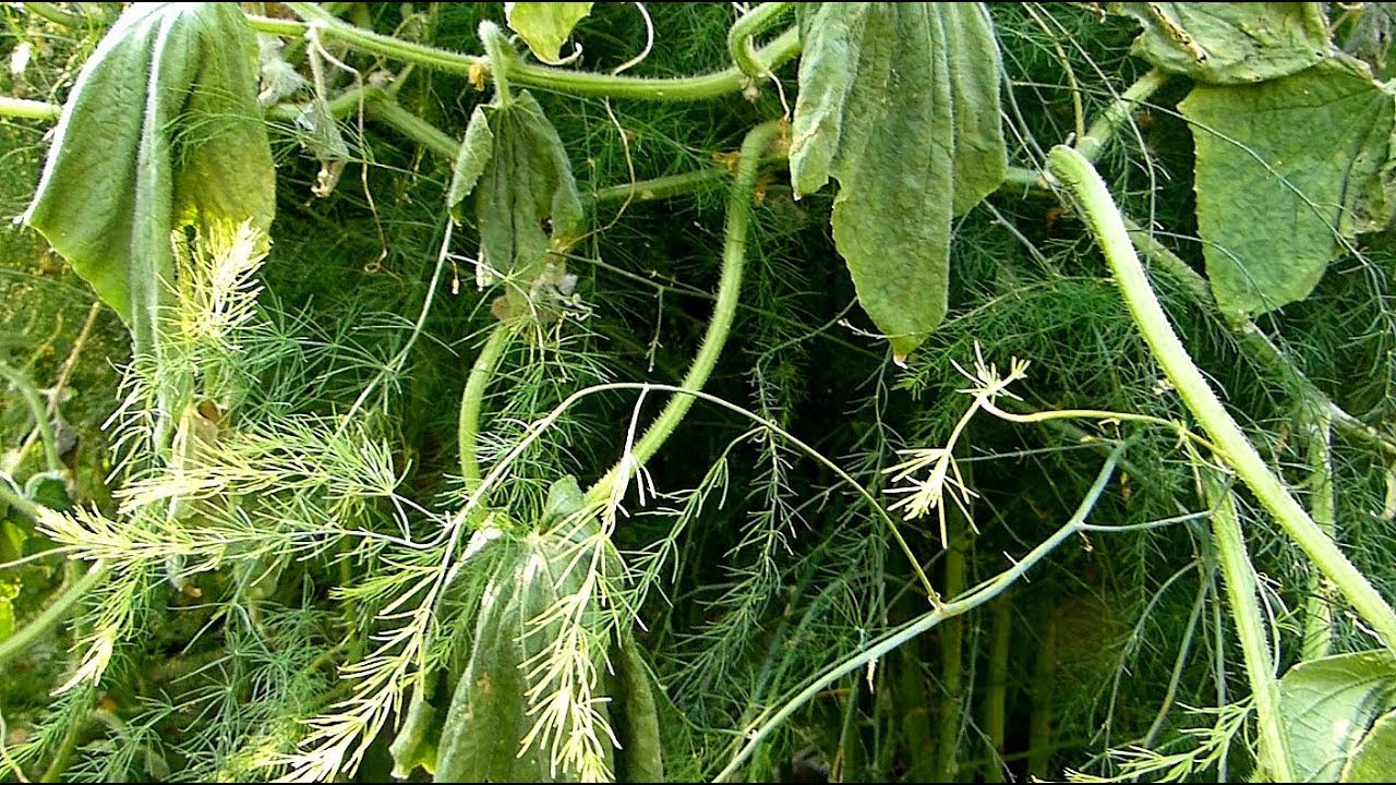 A Sudden Wilt Situation