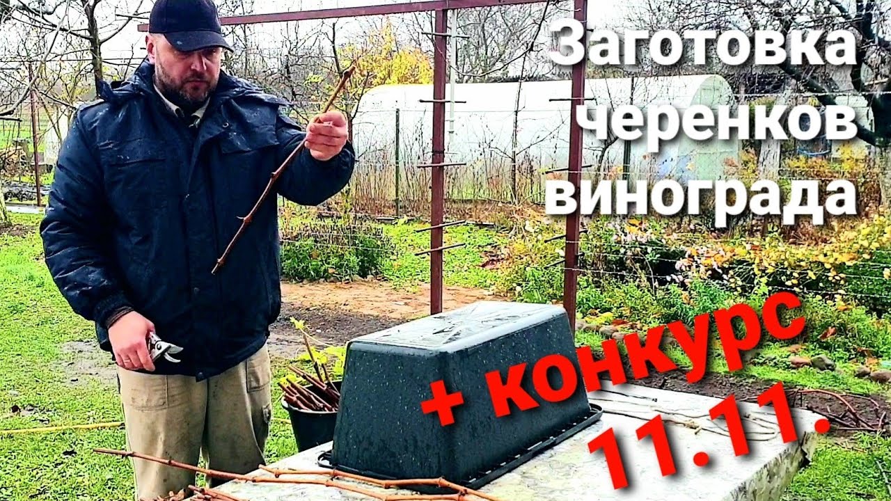 Как заготовить черенки винограда. Конкурс 11.11.