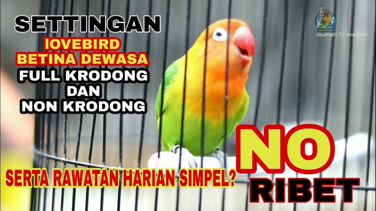 Settingan dan rawatan lb betina dewasa FULL Krodong dan FULL Ablak Durasi selalu Nambah Panjang?