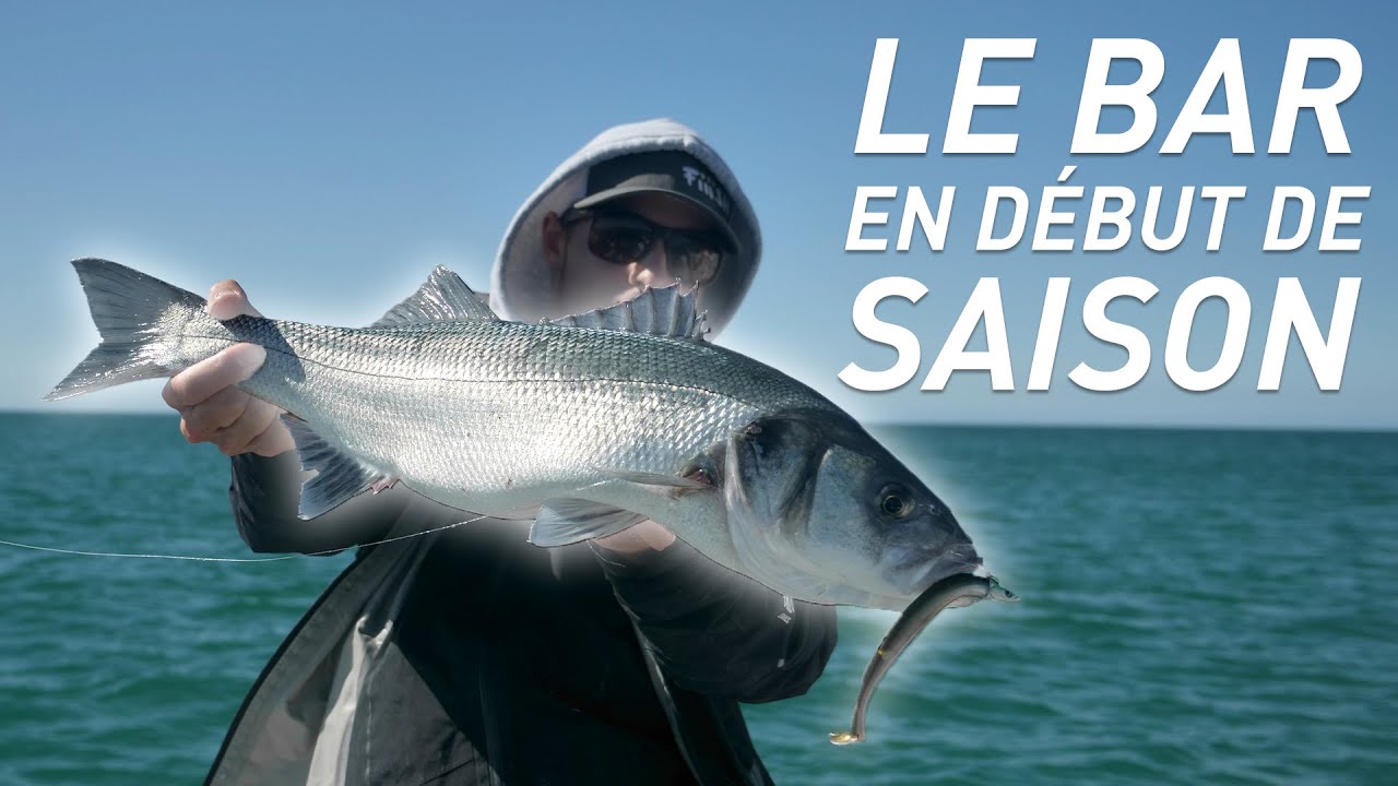 Fiiish - Pêche du bar en début de saison