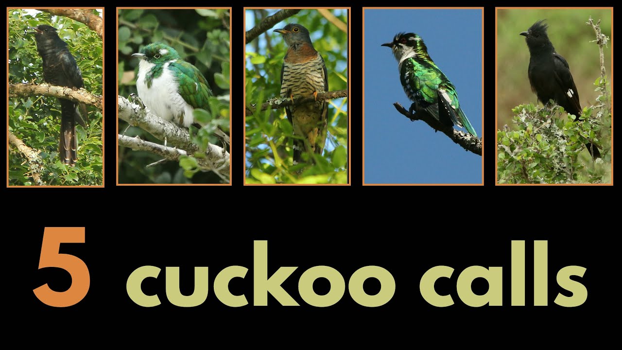 5 CUCKOO CALLS - Diederik, Klaas's, Jacobin, Black and Red-chested Cuckoo