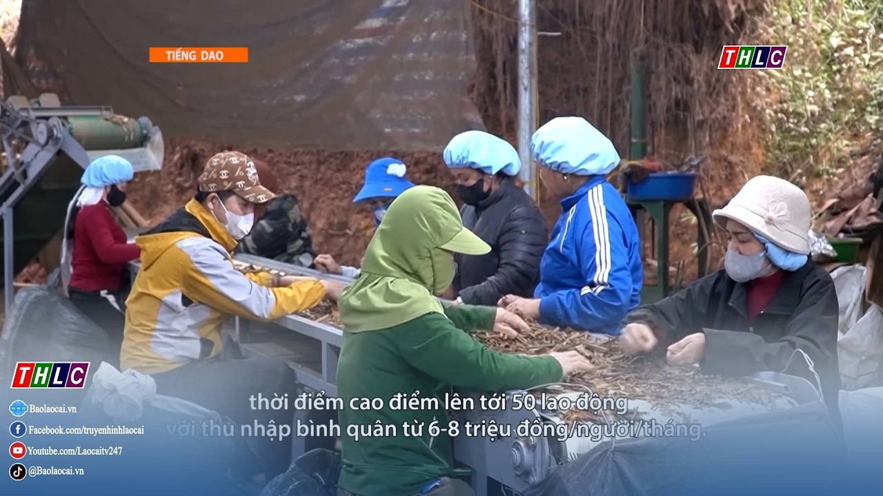 Kết đoàn (tiếng Dao) (17/2/2026)  | THLC