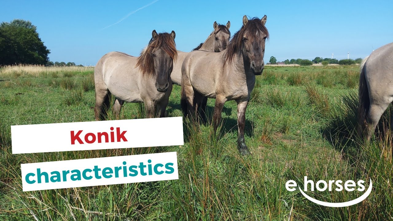 Konik Horse | characteristics, origin & disciplines