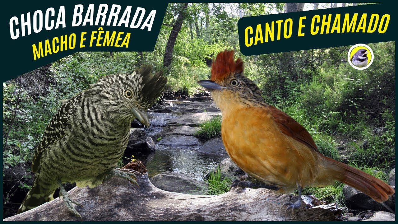 🐦 Meia Hora De Melhor Canto e Chamado De Choca-barrada Macho e F&ecirc;mea┃Sons Da Natureza 🎶