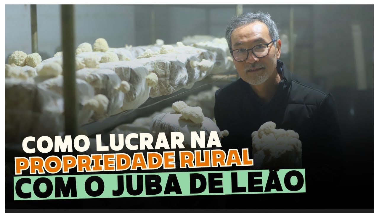 🍄 Como LUCRAR na propriedade rural, independente do clima, com o JUBA DE LEÃO