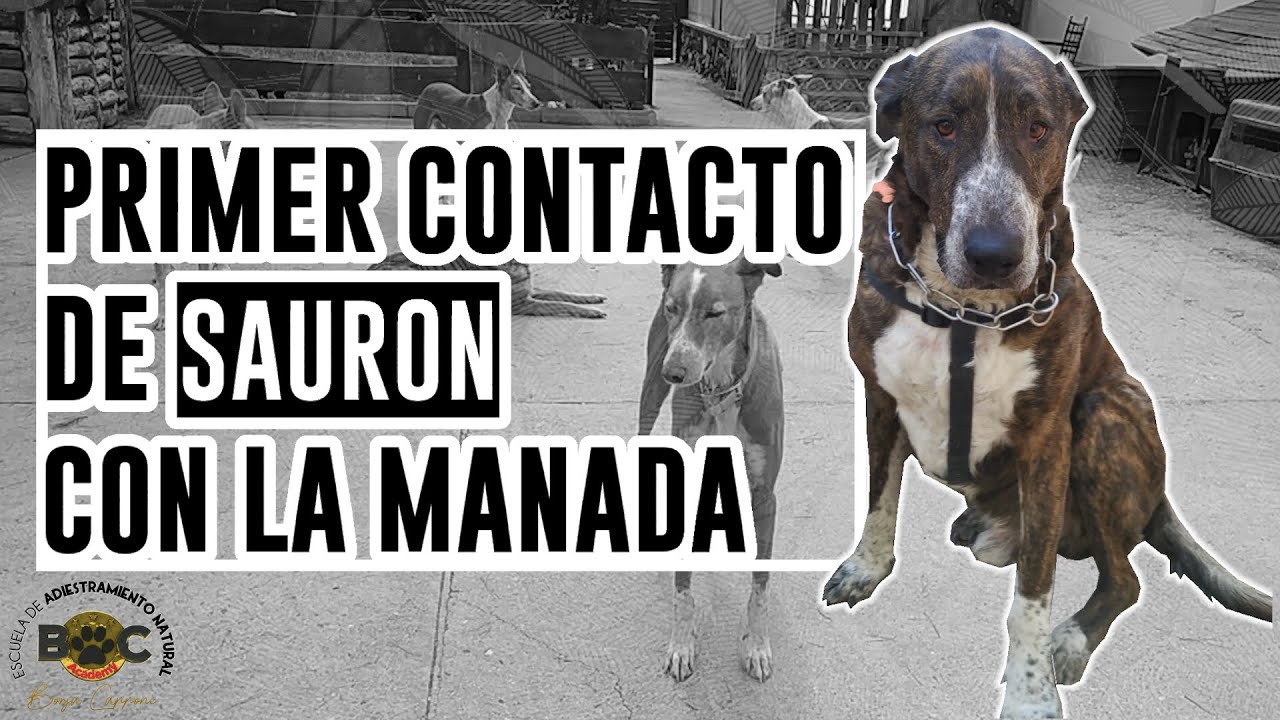 Primer contacto de SAURON con la MANADA de Borja Capponi Academy