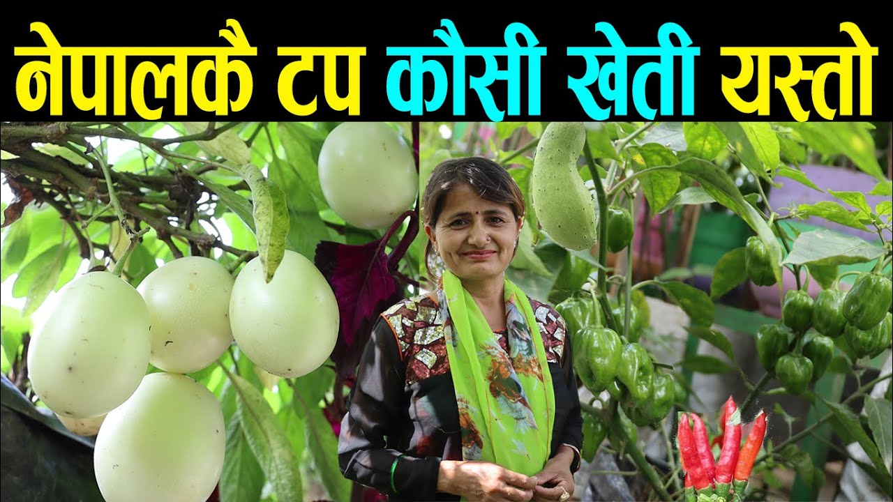 अधिकृतको जागिर छोडेर कृषिमा लाग्ने राधाको कौसी खेतीबाट मासिक डेढ लाख कमाई | Top Kausi Kheti In Nepal