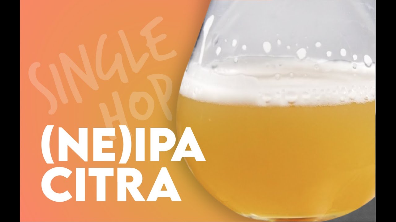Single Hop (NE)IPA Citra I Conseils oxydation, brassage et dégustation
