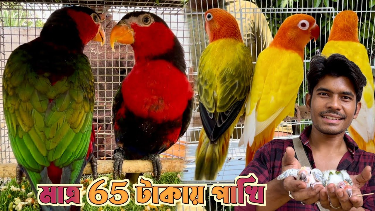 65 টাকায় পাখি কিনুন শ্রীরামপুর হাটে। Serampore Pet Market। Bird Market in Kolkata Price।