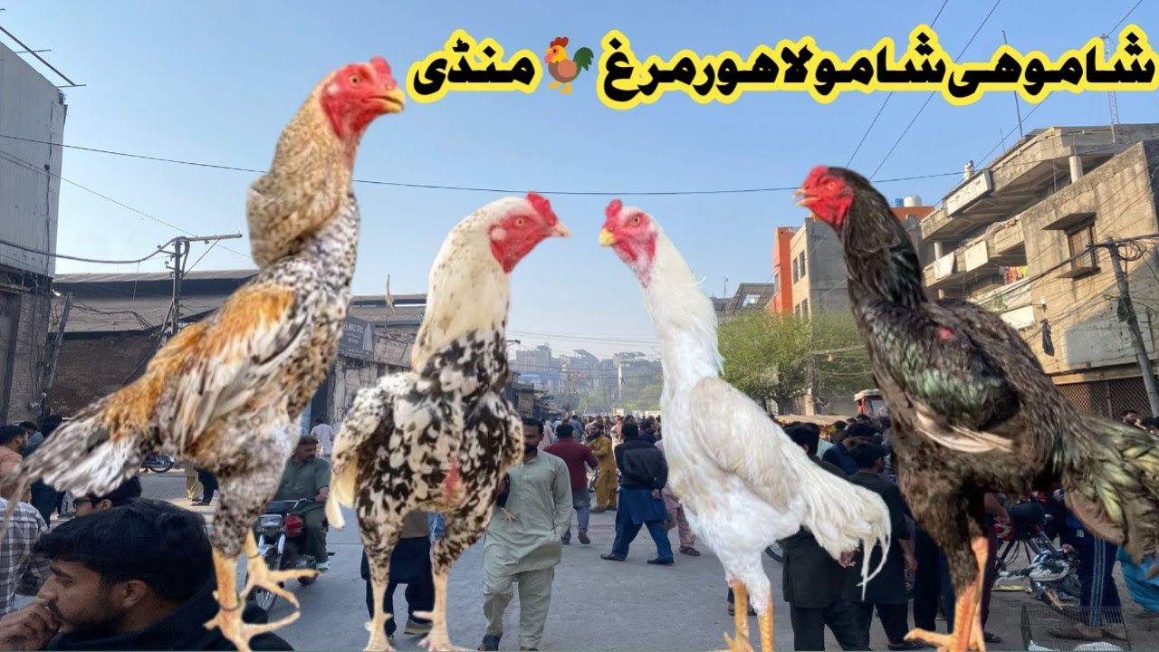 Aseel Murgh Mandi Larri Ada Lahore||WHITE SHAMO||THAI DRAGON ASEEL|| #aseelmandi #whiteshamo #aseel 